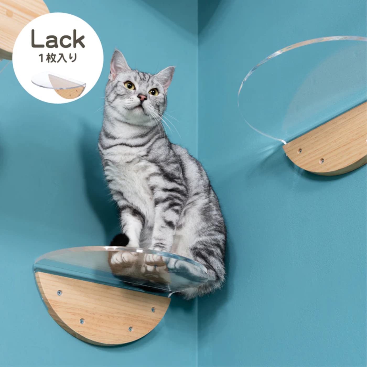 Amazon | MYZOO マイズー ROUND LACKキャットステップ キャット